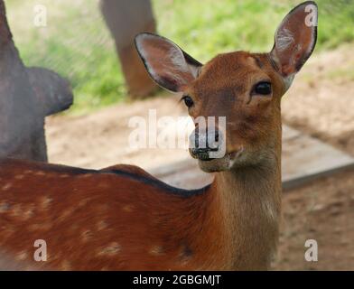 Schönes Porträt des sika-Hirsches (Cervus nippon) Weibchen, auch bekannt als der getupfte Hirsch oder der japanische Hirsch. Stockfoto