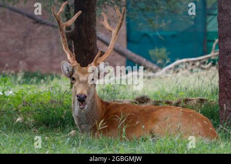 Nahaufnahme eines jungen männlichen Barasingha (Rucervus duvaucelii), auch Sumpfhirsch genannt. Stockfoto