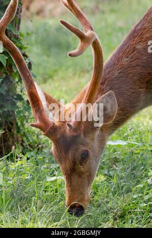 Nahaufnahme eines jungen männlichen Barasingha (Rucervus duvaucelii), auch Sumpfhirsch genannt. Stockfoto