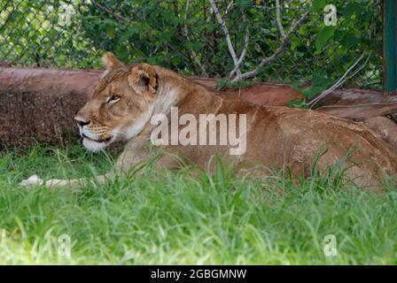 Löwin sitzt auf grünem Gras. Stockfoto