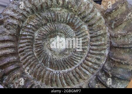 England, Hampshire, Portsmouth, Southsea, Cumberland House Natural History Museum, Fossil Display Stockfoto