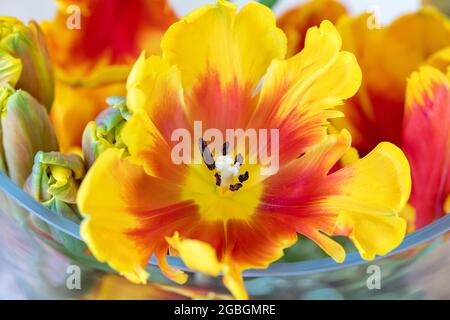 botanik, Tulpen im Glasglas, ZUR GRUSSANSAGE/POSTKARTE-VERWENDUNG IN KEIMSPRECHEN.C ES KÖNNEN BESTIMMTE EINSCHRÄNKUNGEN GELTEN Stockfoto
