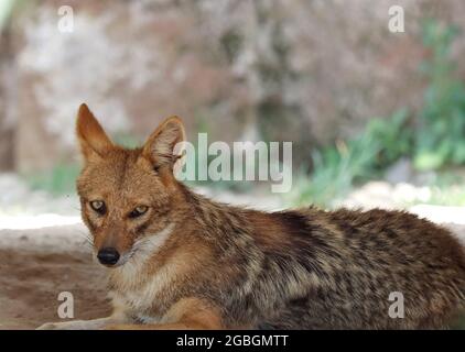 Schwarzer Jackal mit Rückendeckung starrt auf die Kamera zu, silberner Jackal sitzt. Stockfoto