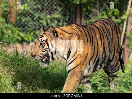 Großer Tiger Männchen im Naturlebensraum. Wildtierszene mit gefährdischem Tier. Heißer Sommer in Indien. Trockene Gegend mit schönem indischen Tiger, Panthera tigris. Stockfoto