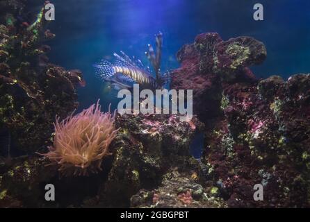 Unterwasserschönheit mit schwimmenden Löwenfischkorallen und Blasenkopfanemone Stockfoto
