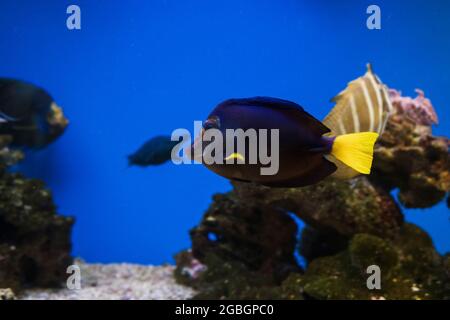 Nahaufnahme des gelbschwanztang (Zebrasoma xanthurum) beim Schwimmen Stockfoto