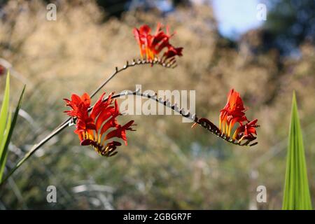 Schönes Bild von tieforangefarbenen Crocosmia vor Sommer- oder Herbsthintergrund Stockfoto