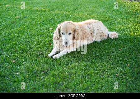 Ein reinrassiger Labrador Retriever-Hund mit lockigem Haar liegt auf einem flachen Rasen. Hochwertige Fotos Stockfoto