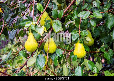 Frische Birne auf Apfelbäumen im Apfelobstbaum im Obstgarten. Gartenarbeit Stockfoto