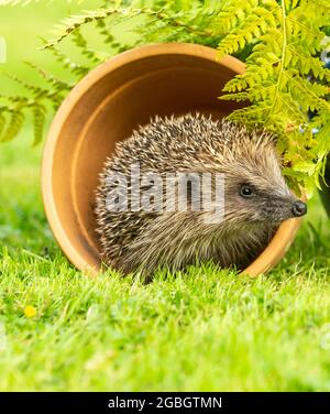 Porträt eines wilden, einheimischen, europäischen Igels in natürlichem Gartenhabitat mit grünem Gras und Farnen. Nach rechts. Wissenschaftlicher Name: Erinaceus Europae Stockfoto