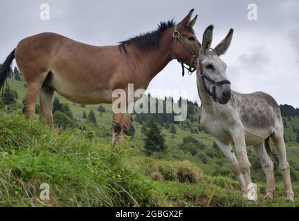 Pferd und Maultier auf der Alm in Gorno, Seriana, Bergamo Stockfoto