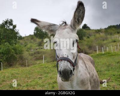 Mule Nahaufnahme im Seriana-Tal, Bergamo, Italien Stockfoto