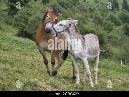 Pferd und Maultier auf der Alm in Gorno, Seriana, Bergamo Stockfoto