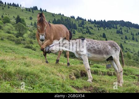 Pferd und Maultier auf der Alm in Gorno, Seriana, Bergamo Stockfoto