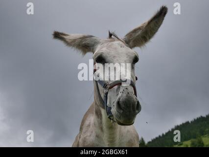 Mule Nahaufnahme im Seriana-Tal, Bergamo, Italien Stockfoto