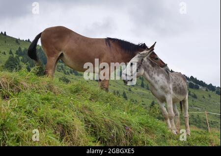 Pferd und Maultier auf der Alm in Gorno, Seriana, Bergamo Stockfoto