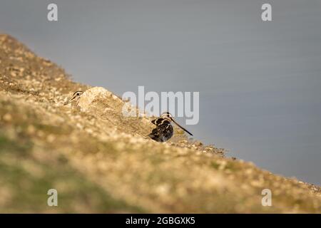 Gemeinsame Schnepfe oder Gallinago gallinago in Paar keoladeo Nationalpark oder bharatpur Vogelschutzgebiet rajasthan indien Stockfoto