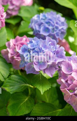 botanik, blaue Großblatt-Hortensien, Hydrangea macrophylla, ZUR GRUSSKARTEN-/POSTKARTENVERWENDUNG IN KEIMSPRECHEN.C ES KÖNNEN BESTIMMTE EINSCHRÄNKUNGEN GELTEN Stockfoto