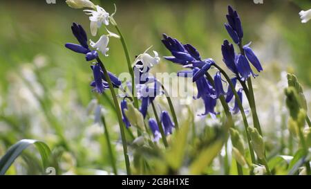 Nahaufnahme der Bluebell-Blüten auf einem Feld Stockfoto