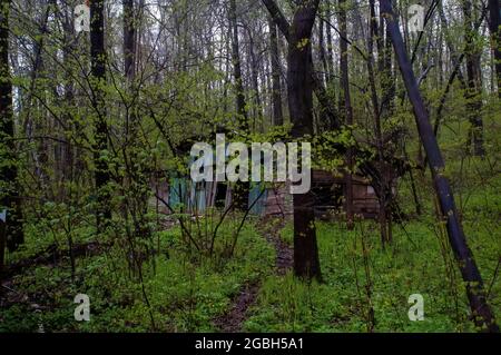 Verlassene Scheune im Wald, im Frühjahr Stockfoto