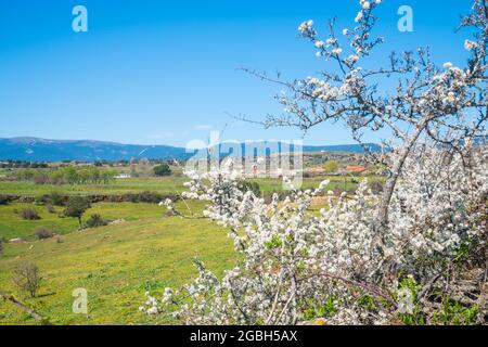 Frühlingslandschaft. Gandullas, Provinz Madrid, Spanien. Stockfoto