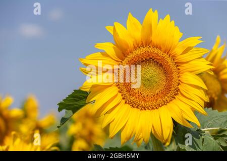 Eine perfekte Sonnenblume auf dem Feld, Nahaufnahme. Platz auf der linken Seite kopieren. Sommerzeit. Stockfoto