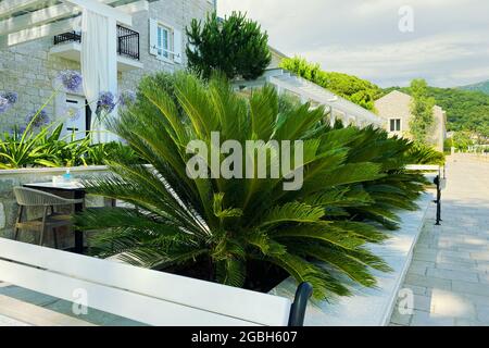 Cycas Revoluta. Üppig grüne Palmenblätter an sonnigen Tagen. Erholung, Urlaub und Reisen an der Küste. Grüne Palme an der Küste. Stockfoto