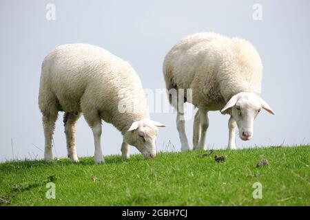 Zwei Schafe weiden auf einem Deich an der Nordsee Stockfoto