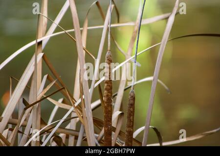 Nahaufnahme von trockenem Schilf in den Feuchtgebieten Stockfoto