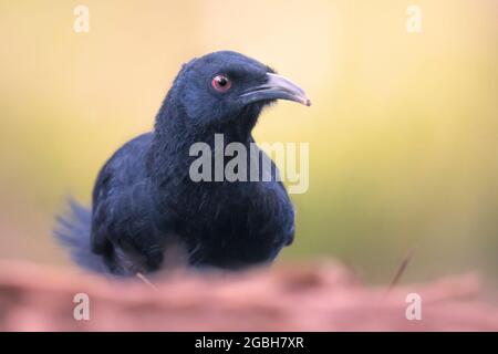 Porträt eines wilden Weißflügelschuhs (Corcorax melanorhamphos) Melbourne, New South Wales, Australien Stockfoto