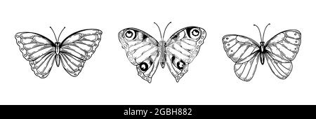 Set von handgezeichneten Schmetterlingen isoliert von Weiß. Vektorgrafik im Skizzenstil