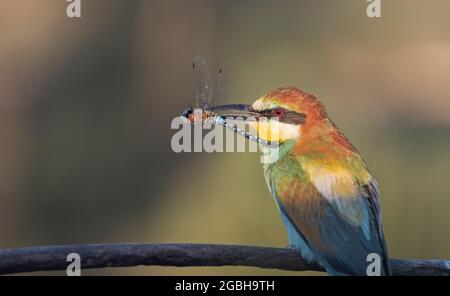 Schöner Vogel mit Libelle im Schnabel Stockfoto