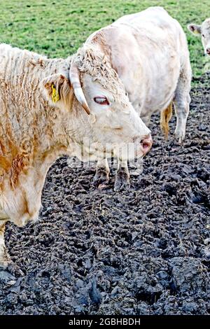 Kühe im Freien, munching Heu: Kuehe auf der Weide, Heu fressend Stockfoto