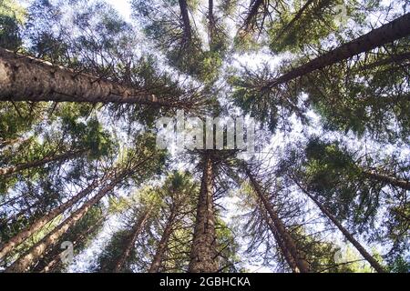 Die Suche nach Kiefern krönt Äste in Wäldern oder Wäldern. Baumwipfel vom Boden aus. Stockfoto