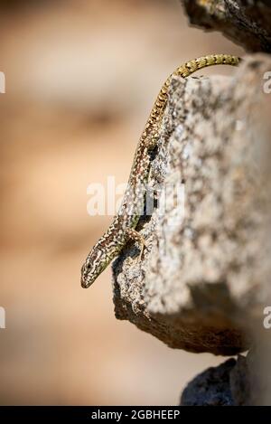 Gemeine Mauereidechse, die morgens auf einem Felsen sonnenbaden (Podarcis muralis) Stockfoto