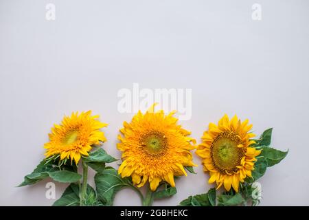 Flache Lage von Sonnenblumen auf einem hellrosa Hintergrund. Stockfoto
