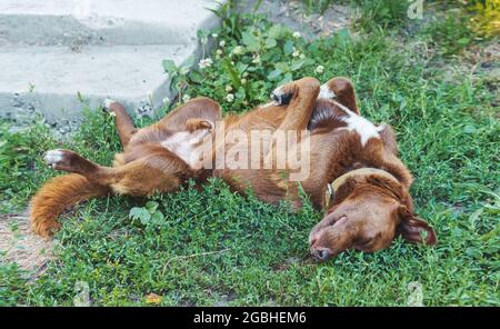 Glücklicher Hund liegt glücklich auf seinem Rücken Stockfoto