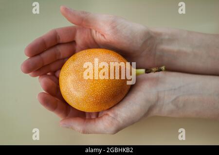 Frische Bio-reife Granadilla oder gelbe Passionsfrucht in weiblichen Händen. Exotische Früchte, gesunde Ernährung Konzept Stockfoto