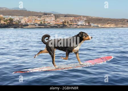 Hundesurfen auf einer Welle, appenzeller sennenhund Stockfoto