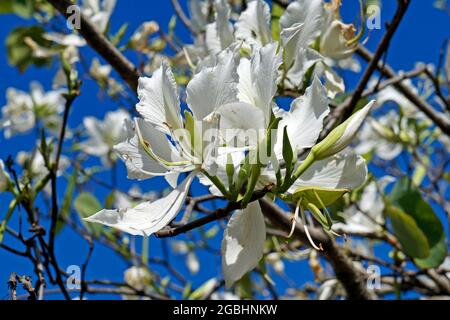 Weiße Orchideenbaumblumen (Bauhinia variegata alba) Stockfoto