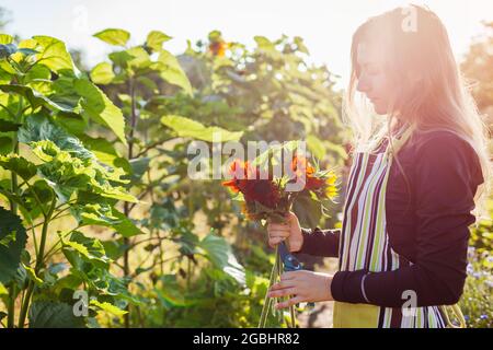 Die Gärtnerin pflückt im Sommergarten orangene Sonnenblumen mit dem Gartenscheren. Schnittblumen ernten für Blumensträuße Stockfoto