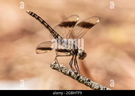 Brachythemis leucosticta oder Brachythemis impartita EINE braun gestreifte Libelle, die auf einem Holzmast thront Stockfoto