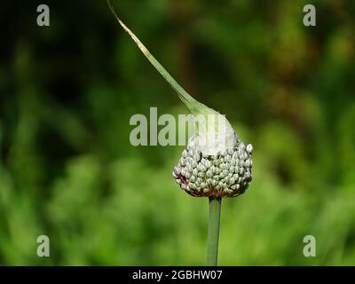 Im Gemüsegarten ein blühender Lauch mit einem weiteren Hut auf grünem Hintergrund Stockfoto