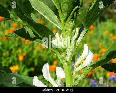 Nahaufnahme der weißen Blüten der breiten Bohne (Vicia faba), mit orangefarbener Ringelblume im Hintergrund Stockfoto