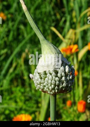 Im Gemüsegarten ein blühender Lauch mit einem weiteren Hut auf grünem Hintergrund Stockfoto