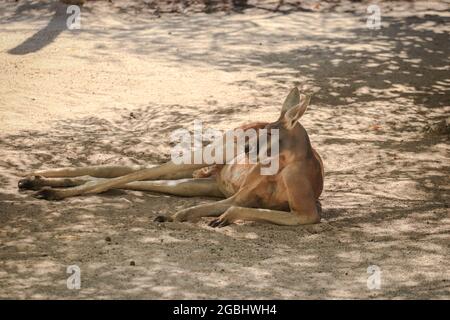 Großes rotes Känguru, das unter dem Schatten eines Baumes ruht Stockfoto