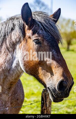 Nahaufnahme des Kopfes eines graubraunen niederländischen Zugpferdes, bekannt als Zeeland-Pferd, sonniger Tag auf dem Bauernhof in Schouwen Duiveland, Niederlande