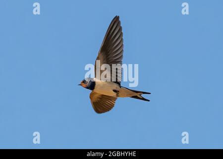 Schwalbe (Hirundo rustica). Es ist die am weitesten verbreitete Schwalbenart der Welt. Es ist ein unverwechselbarer Singvögel mit blauen oberen Teilen und Stockfoto