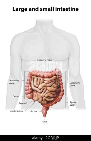 Dickdarm und Dünndarm isoliert auf Weiß. Anatomie des menschlichen Verdauungssystems. Magen-Darm-Trakt. 3d-Renderdarstellung Stockfoto