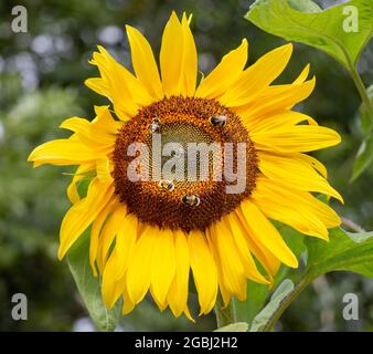 Hummel ernährt sich von Nektar aus einer Sonnenblumenpflanze. Stockfoto